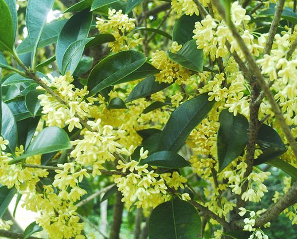 桂花樹(shù)11