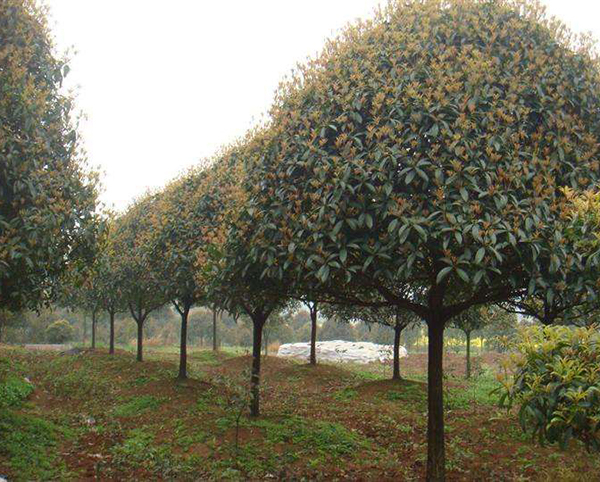 桂花樹(shù)2