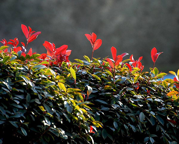 紅葉石楠16