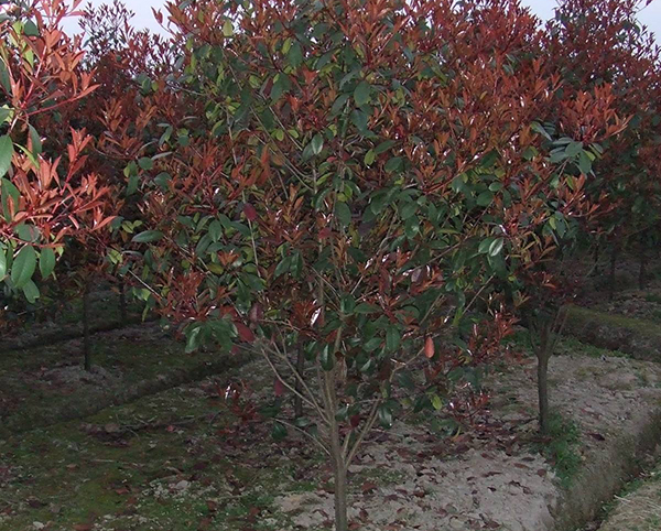 紅葉石楠27